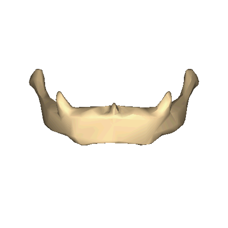 File:Hyoid bone - close-up - animation.gif