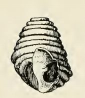 Odostomia ziziphina 001.png