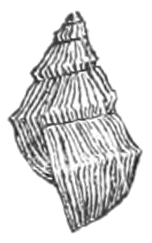 Pyrgulopsis nevadensis shell 2.jpg