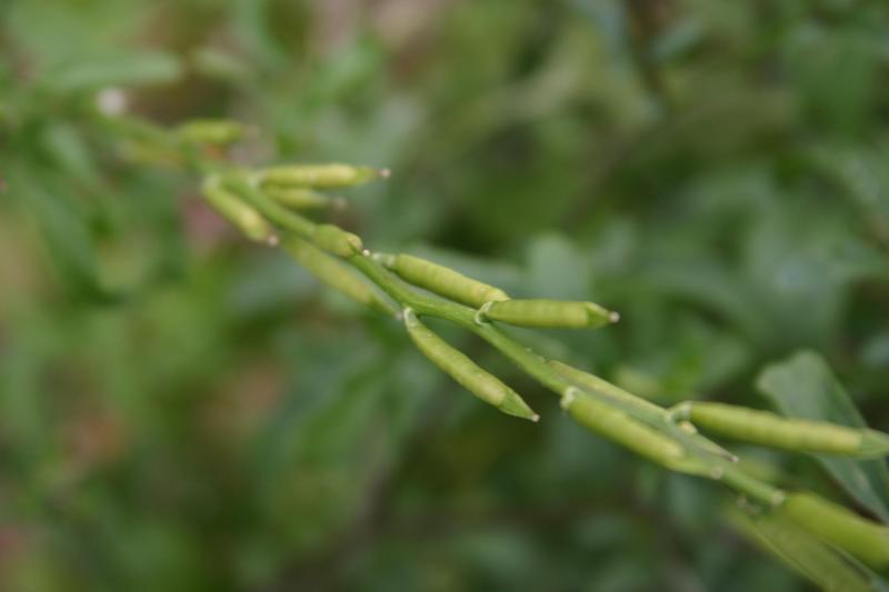 File:Rocket Salad, Arugula, Roquette, Rucola, Rugula (Eruca vesicaria subsp. sativa).jpg