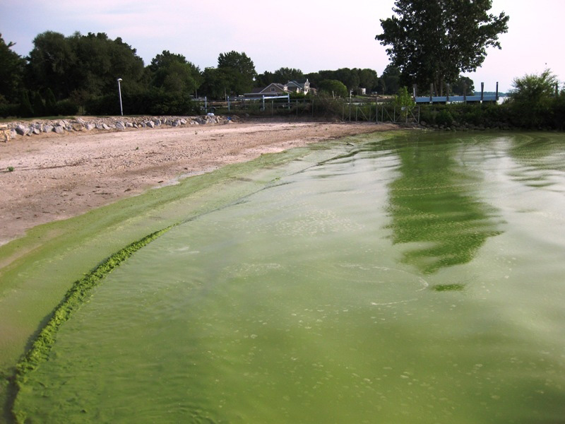 File:Blue-gree algae bloom Lake Erie.png