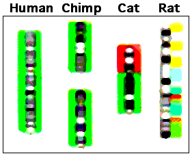 File:Chimp chromosomes.png