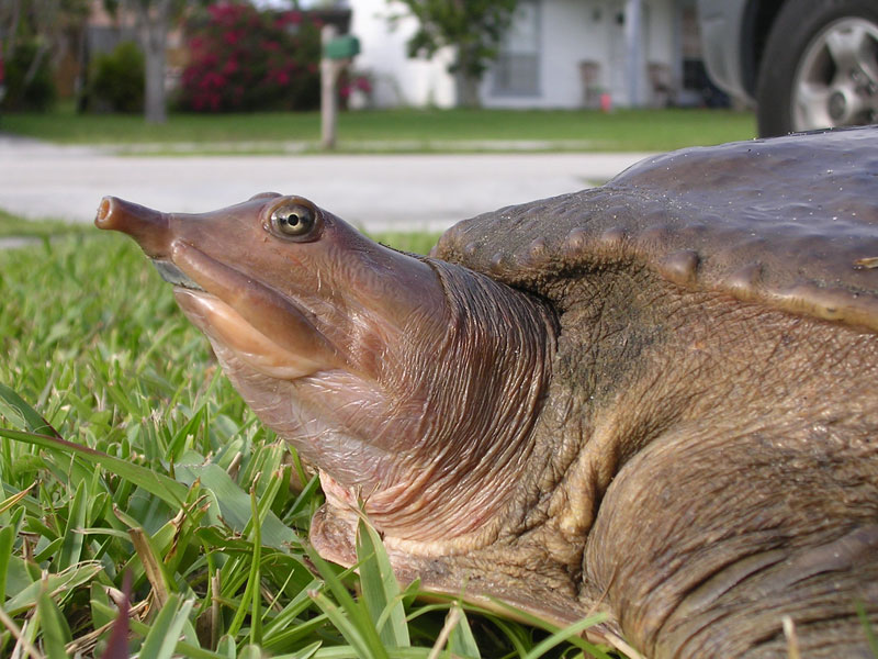 File:Eastern Spiny Softshell Turtle.jpg