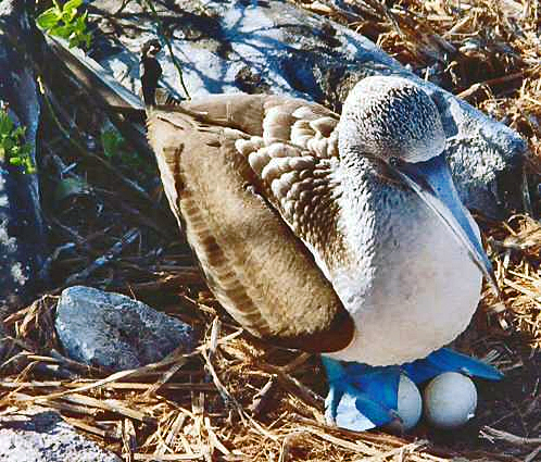 File:Nesting bluefoot.jpg