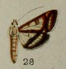 29-Bocchoris junctifascialis Hampson 1898.JPG