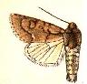 Acronicta tota.JPG