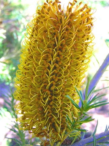 File:Banksia ericifolia yellow1.JPG