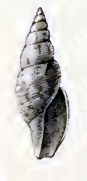 Daphnella xylois 001.jpg