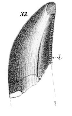 Deinodon horridus lectotype.png