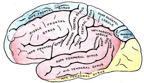 File:Gray's Anatomy plate 517 brain.png