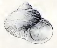 Haplochochlias turbinus 001.jpg