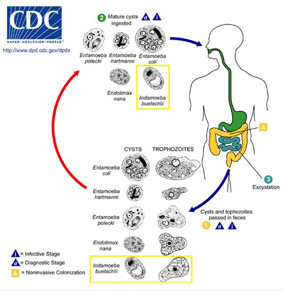 Iodamoeba butschlii lifecycle.jpg