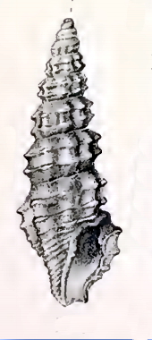 Pseudorhaphitoma ditylota 001.jpg