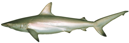 File:Carcharhinus tilstoni csiro-nfc.jpg