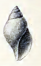 Daphnella buccinulum 001.jpg