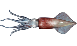 Doryteuthis pealeii.png