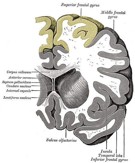 File:Gray743 superior frontal gyrus.png