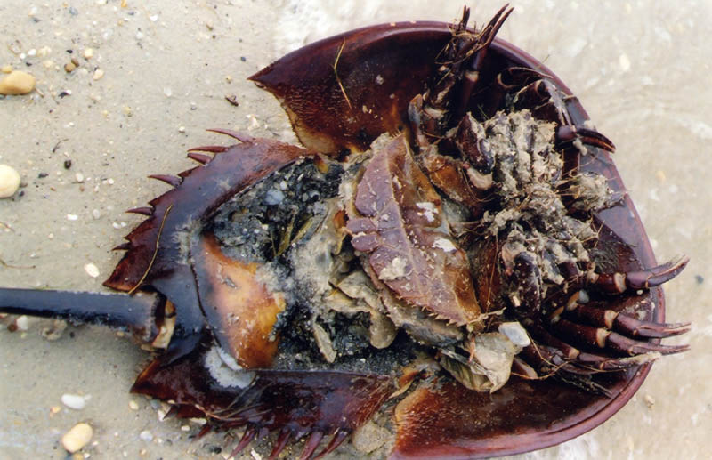 File:Horseshoe crab female.jpg