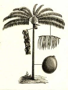 File:Oenocarpus distichus.jpg