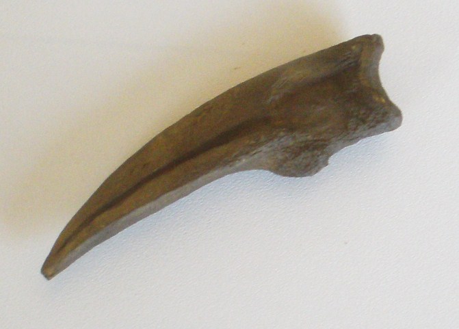 File:Ornithomimus - claw.jpg