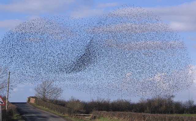 File:Rail Bridge Swarm of Starlings. - geograph.org.uk - 124591.jpg
