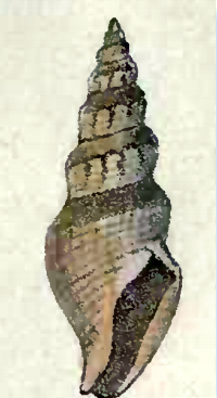 Spirotropis patagonica 001.png