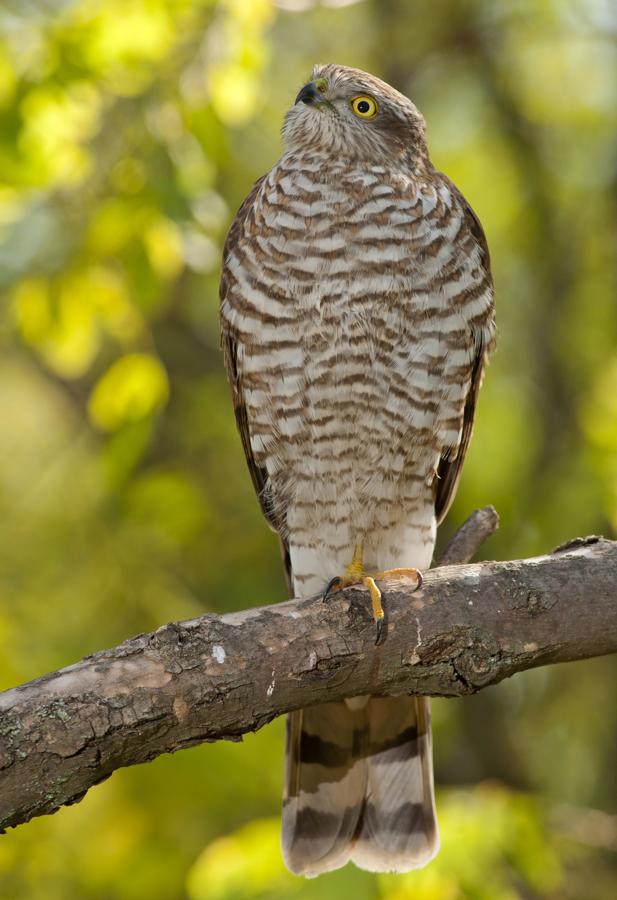 File:Accipiter nisus, яструб малий.jpg - HandWiki