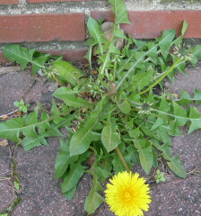 Dandilion plant.jpg