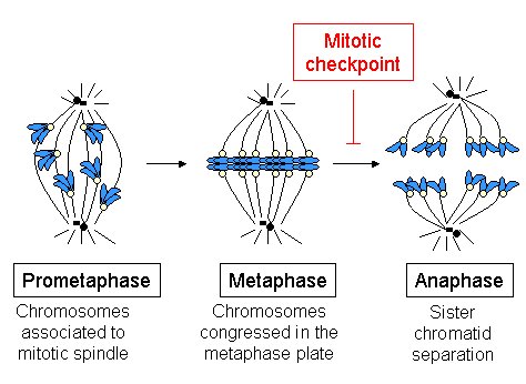 Scheme showing cell cycle progression between prometaphase and anaphase. (Chromosomes are in blue and kinetochores in light yellow).