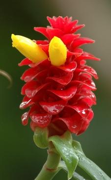 Buberel unknown flower 15.jpg