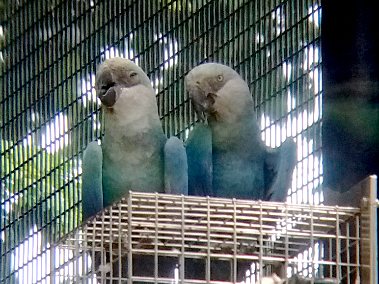 File:Cropped close-up of Spix's Macaw (Cyanopsitta spixii) at Jurong Bird Park in Singapore.jpg
