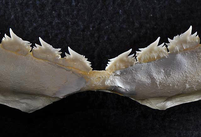 File:Echinorhinus brucus teeth2.jpg