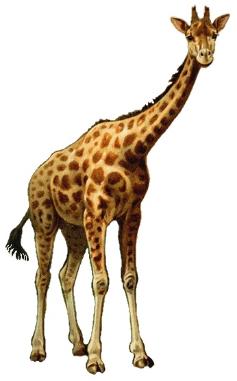 File:Giraffa camelopardalis Brockhaus white background.jpg
