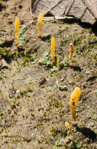 File:Lepidostroma vilgalysii, type collection, in the field, 2007.jpg