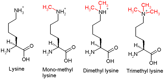 Methylation-lysine
