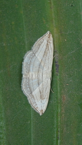 Scopula opicata.jpg