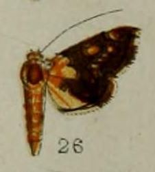26-Agrotera endoxantha Hampson, 1898.JPG