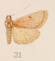 31-Paractenia (Maradana) desertalis Hampson, 1908.JPG