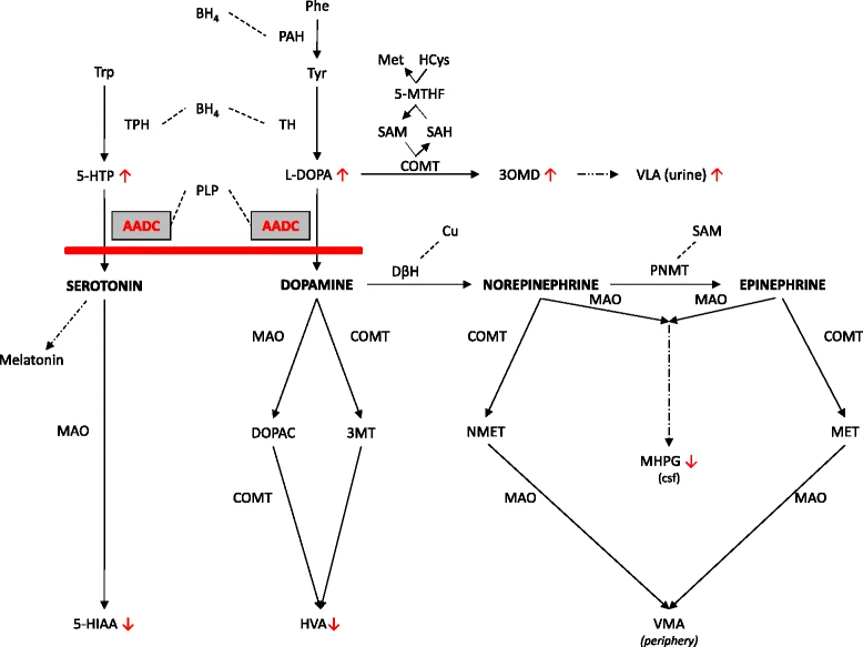 File:Biosynthesis and breakdown of serotonin and the catecholamines, and the metabolic block in AADC deficiency.png