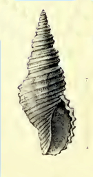 Daphnella receptoria 001.jpg