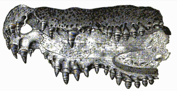 File:Diplocynodon hantoniensis Nicholson and Lydekker.jpg