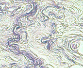 Elastic fibers weigerts elastic stain non-lactating mammary glands.png