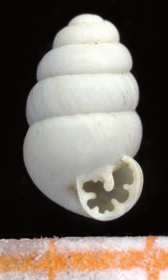 Gastrocopta moravica oligodonta shell.png