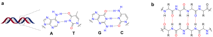 File:Hydrogen bonds in (a) DNA duplex formation and (b) protein β-sheet structure.png