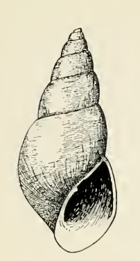 Odostomia columbiana 001.png