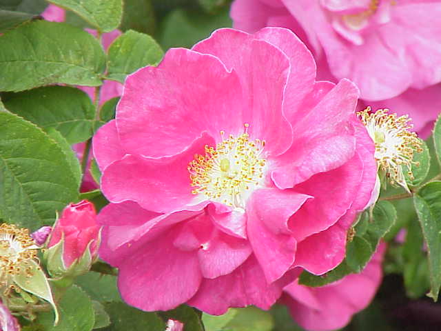 File:Rosa gallica officinalis0.jpg