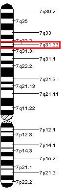 ZNF 800 Location on Human Chromosome 7q.png