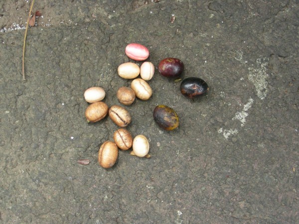 File:AB130-Polyalthia longifolia seeds & fruit.JPG