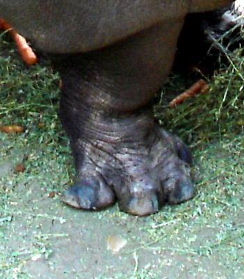 File:Hippopotamus-foot.jpg