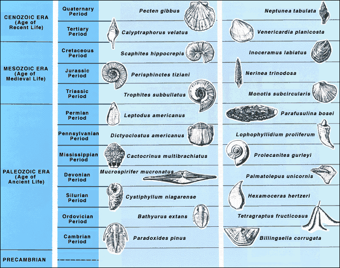 File:Index fossils.gif